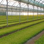 Green House Polythene Polyane