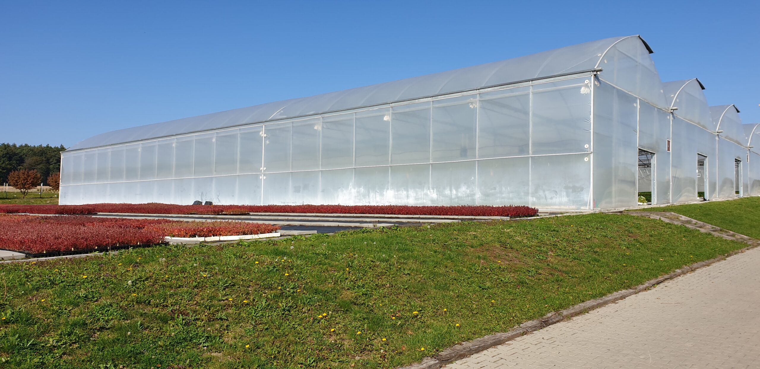 Green House Polythene Polywhite Green House Polythene Polywhite - Image 1